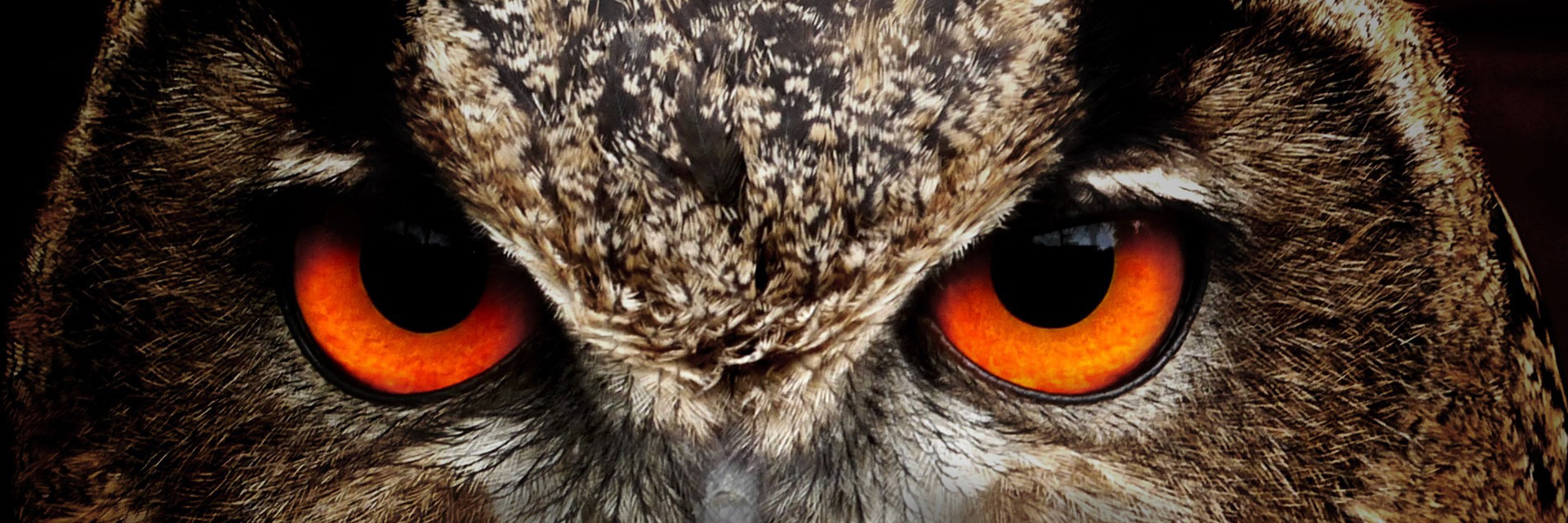 Man blickt direkt in die intensiv schauenden bernsteinfarbenen Augen eines Uhus