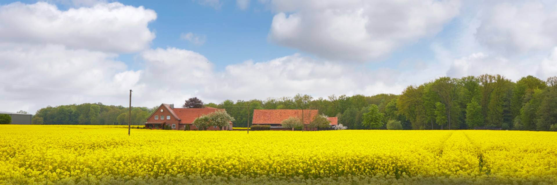 Mitten in einem Gaelb leuchtenden Rapsfeld liegt ein typisch münsterländer Bauernhof. Dahinter sieht man einen grünen Wald.