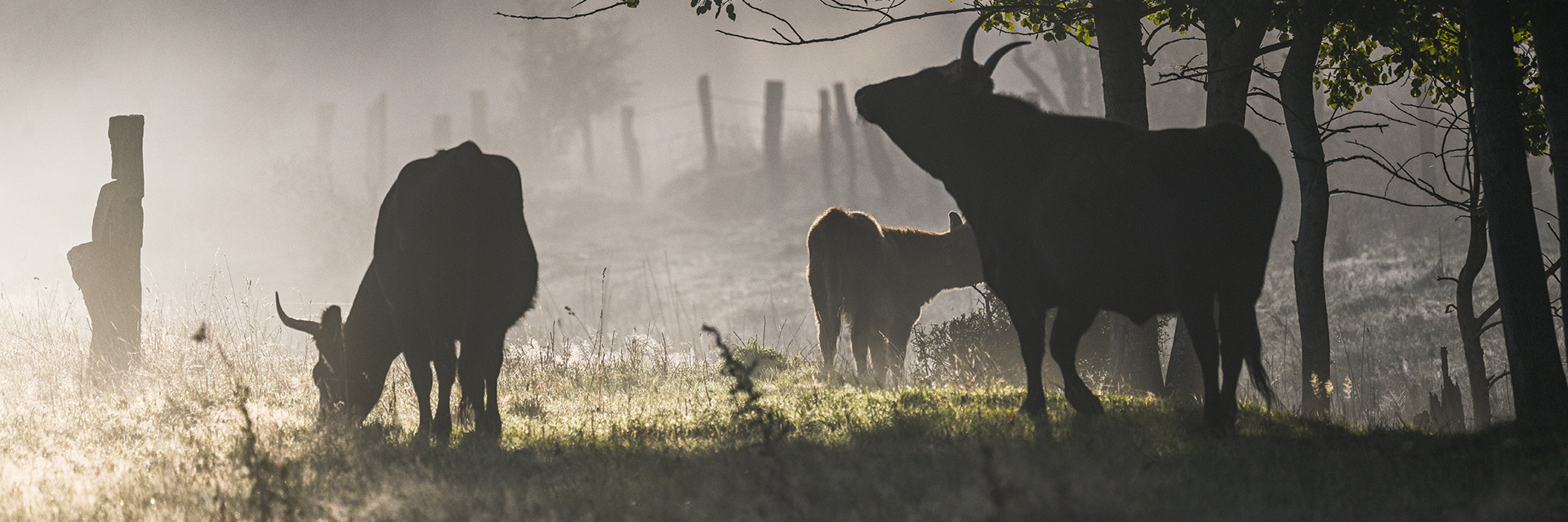 Auf einem dunstigen Rieselfeld stehen 3 Kühe im Schatten unter Baeumen. Unter einem Rieselfeld versteht man eine großflächige Anlage zur Reinigung von Abwässern.
